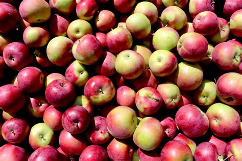 Great New England Apples New England Apples