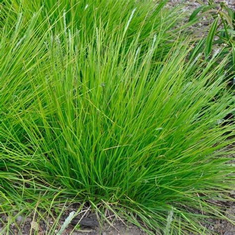 Sesleria Greenlee Moor Grass