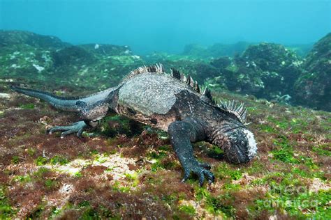 Marine Iguana Feeding At Sea Photograph By Reinhard Dirscherlscience