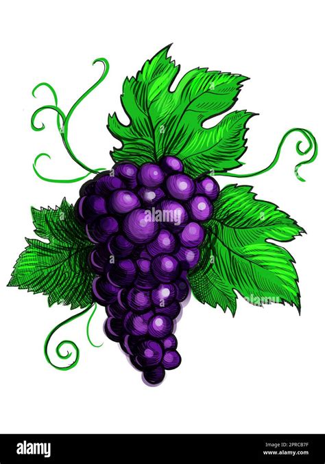 Bunch Of Grapes With Leaves Hand Drawn With Ink On Paper And Digitally