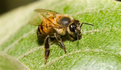 5 Things You Need To Know About Africanized Honey Bees Hobby Farms