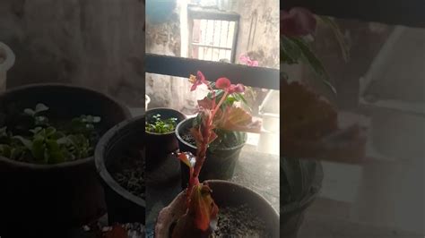 My Patabahar New Plant 🌸 Youtube