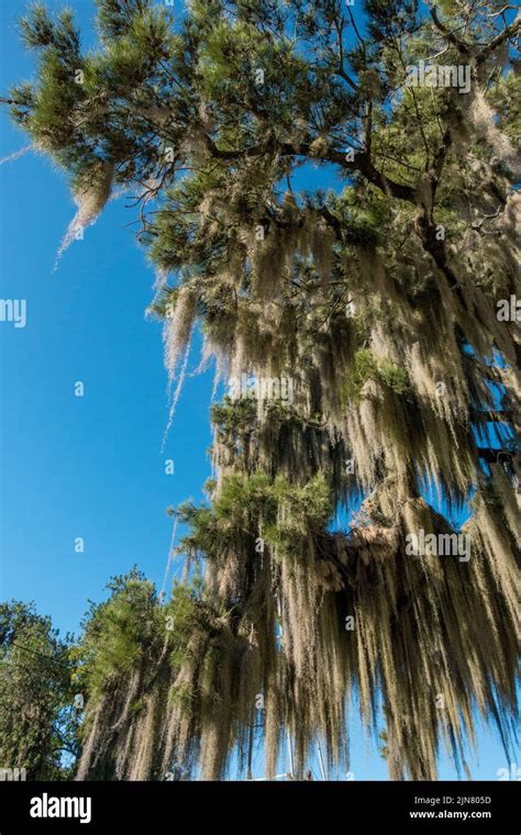 Old Man S Beard Or Spanish Moss Tillandsia Usneoides A Bromeliad