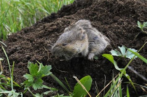 R Fl Chir Aux Bonnes Pratiques Pour Lutter Contre Le Rat Taupier