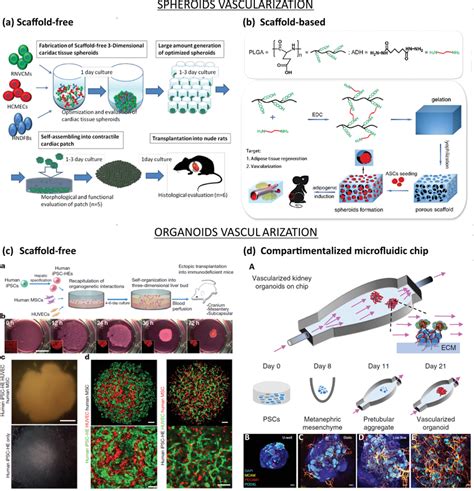 Vascularization Approaches For Spheroids Top And Organoids Bottom