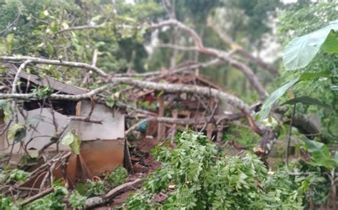 Pohon Tumbang Timpa Rumah Warga Di Cisitu Sumedang Jurnal Suma