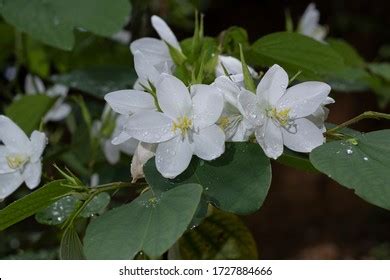 Kanchan Flowers Images Stock Photos Vectors Shutterstock