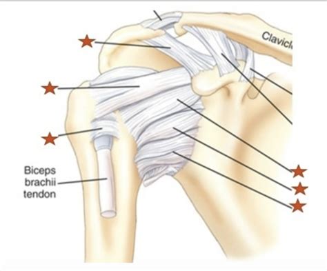 glenohumeral joint diagram quizlet