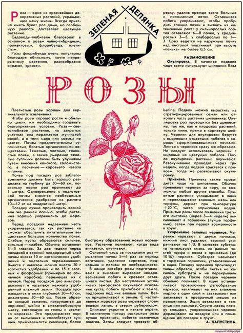 Пин от пользователя ЛЮДМИЛА на доске РОЗЫ | Вьющиеся розы, Черенки роз ...