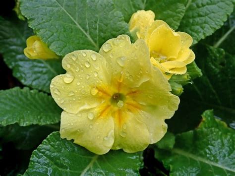 Primrose Flower Meaning And Symbolism Guide | Florgeous