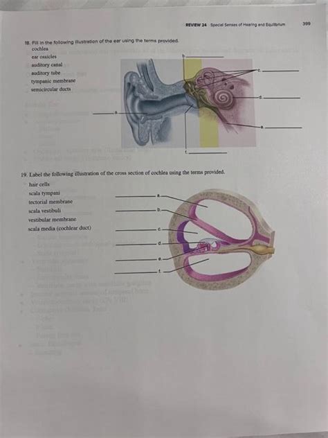 Solved Exercise Review Section Special Senses Of Hearing Chegg