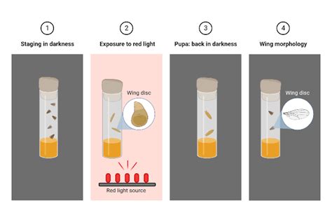 Drosophila Optogenetic Experiment Schematic Biorender Science Templates