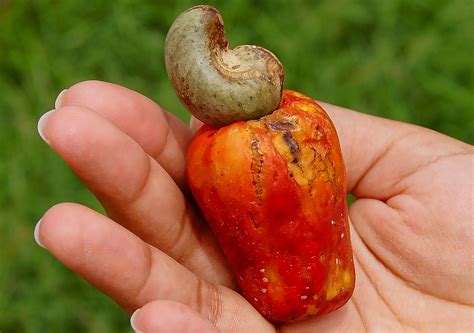 Anacardium Occidentale Anacardiaceae Image 115519 At PhytoImages Siu Edu