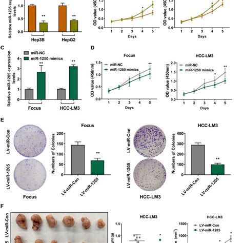 MiR 1205 Inhibits HCC Cell Proliferation In Vitro And In Vivo A And