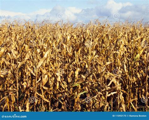 Corn Ready To Harvest Stock Image Image Of Field Corn