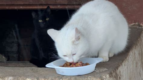 Wir Haben Tausende Streunender Katzen YouTube