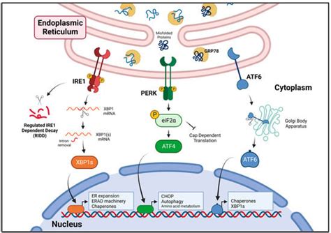 Antioxidants Free Full Text Unfolding The Interactions Between