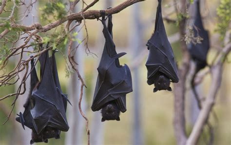 Black Flying-fox - ClimateWatch Australia- Citizen Science App