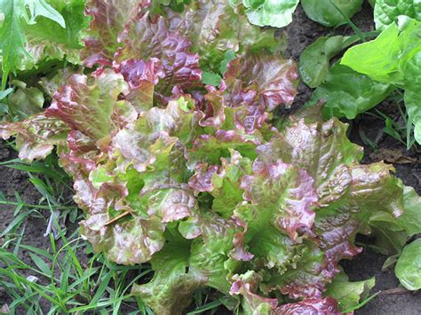 Red Salad Bowl Lettuce Lactuca Sativa Var Crispa Red Salad Bowl In