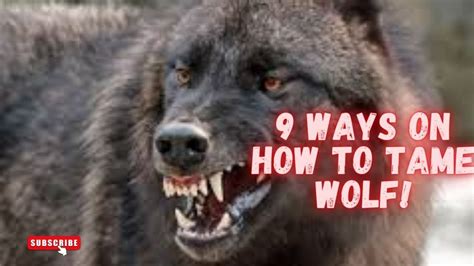 9 Ways On How To A Tame Wolf Discovery Channel Youtube