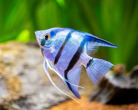 Skalar blue pearl XL Pterophyllum scalare Südamerika Buntbarsche