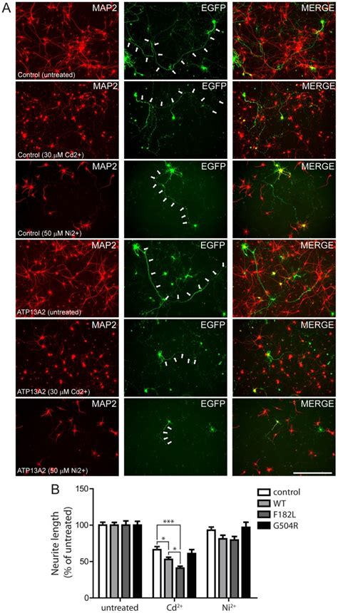 Rat Primary Cortical Neurons Were Co Transfected At DIV 3 With