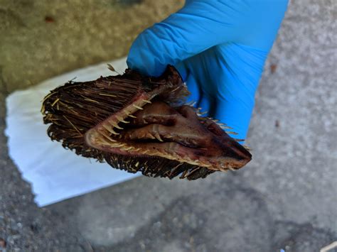 What Is This Bristled Toothed Beast Columbia River Southwest