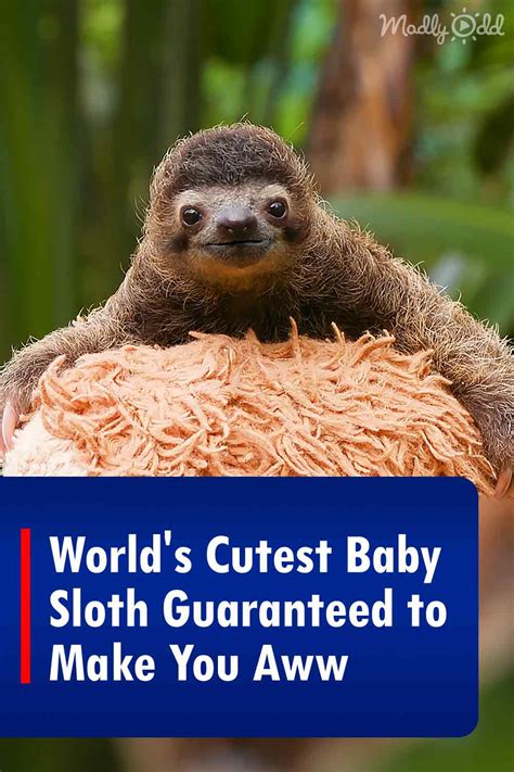 World’s Cutest Baby Sloth Guaranteed to Make You Aww – Madly Odd!