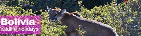 Bolivia Wildlife Watching Holidays Bolivia Wildlife Tours Bolivia