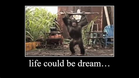 Monkey Life Could Be Dream Youtube