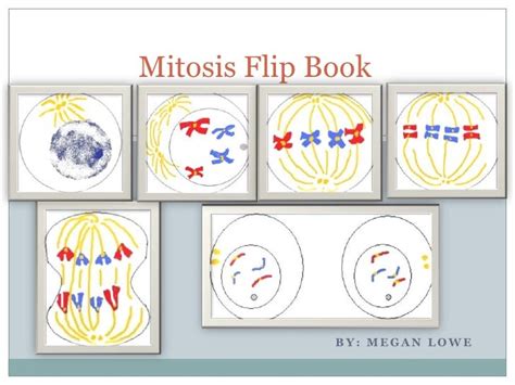 Mitosis Flip Book