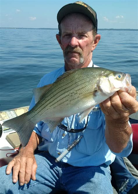 World Record White Bass