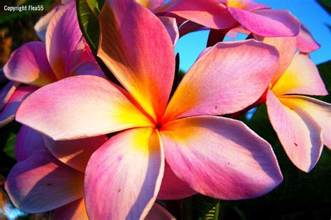 Pink Plumeria Wallpapers Wallpapersafari