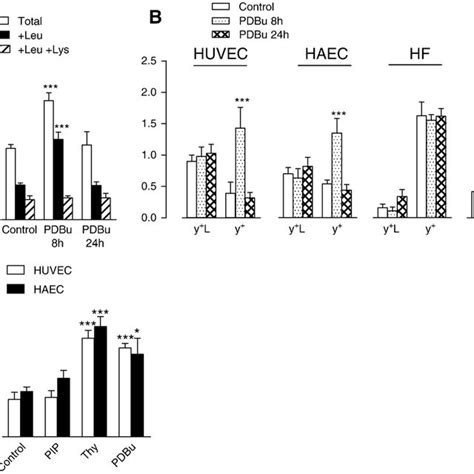 Effect Of PKC Activation On Arginine Transport Panel A HUVECs Were