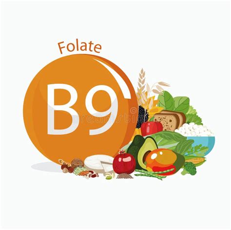 Folato De La Vitamina B Un Sistema De Comidas Org Nicas Org Nicas Con