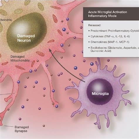 Illustration Of A Microglia In A Primary Reparative Phenotype Which