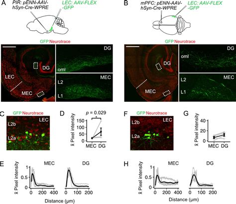 Fan Cells In Lateral Entorhinal Cortex Directly Influence Medial