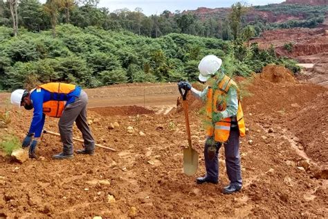 Reklamasi Eks Tambang Pt Vale Tanam Juta Pohon Di Hektar