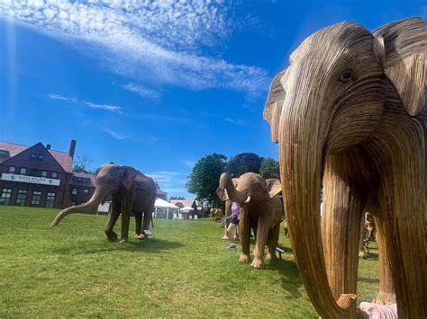 The Great Elephant Migration In Newport Ri Your Survival Guy