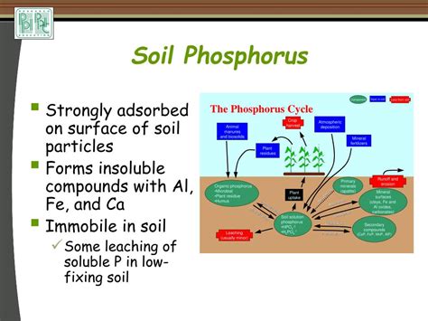 Ppt Terry L Roberts Potash And Phosphate Institute Potash And Phosphate