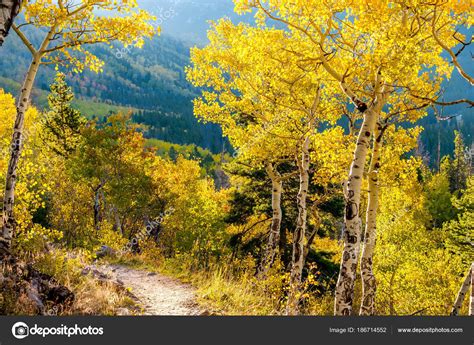 Aspen Grove Autumn Rocky Mountain National Park Colorado Usa — Stock