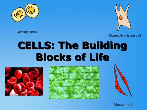 PPT CELLS The Building Blocks Of Life PowerPoint Presentation Free