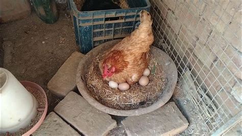 😱aseel Kuduk Murgi🐔 Sitting On Eggs🥚 Ll Aseel Hen Ll Hatching Ll Youtube