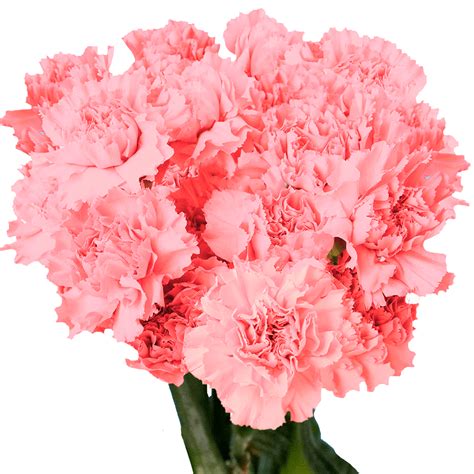 Long Stem Pink Carnations Globalrose