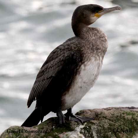 Great Cormorant - North American Birds - Birds of North America