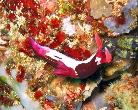 Chamberlains Nembrotha Nudibranchs And Sea Slugs Of Indonesia