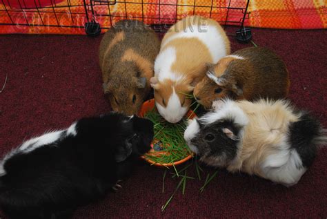 Cali Cavy Collective A Blog About All Things Guinea Pig Five Guinea