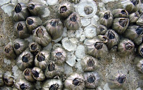 Blistering Barnacles! 10 Amazing Facts About Barnacles for Sailors