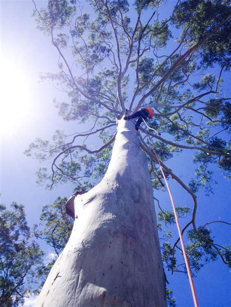 Tree Pruning & Tree Lopping Sunshine Coast – Monkey Business Tree Service