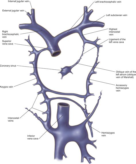 Anatomy Of The Superior Vena Cava And Brachiocephalic Veins Thoracic Surgery Clinics